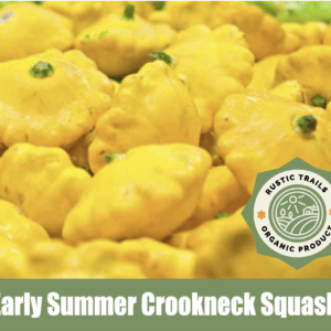 Yellow Bush Scallop Summer Squash, scientifically known as Cucurbita pepo